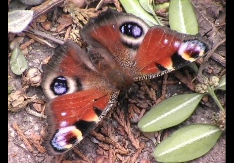 butterfly