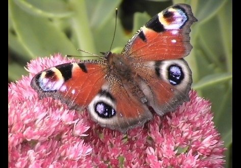 butterfly