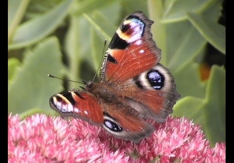 butterfly